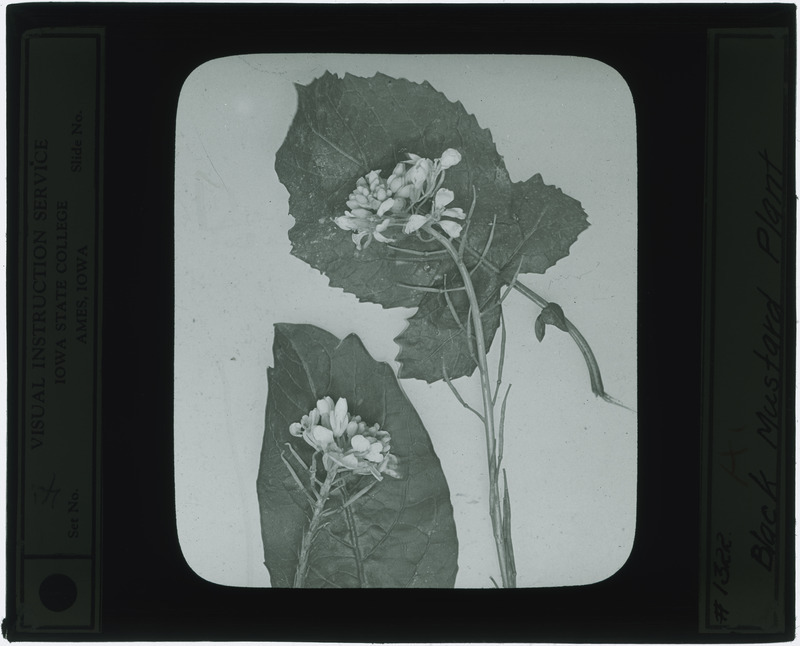 Brassica nigra (Black mustard) specimens (black and white), including flowers and leaves, identified as negative 1322A.