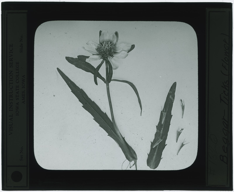 Bidens alba (Beggars tick) specimen (black and white), including flowers and leaves, identified as negative 1325.