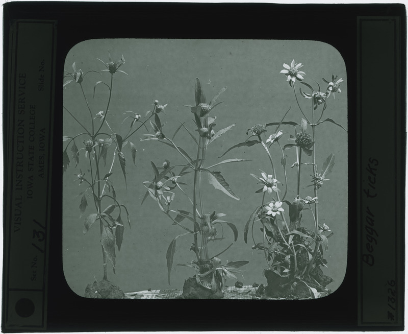 Bidens alba (Beggars tick) specimens (black and white), identified as negative 1326.
