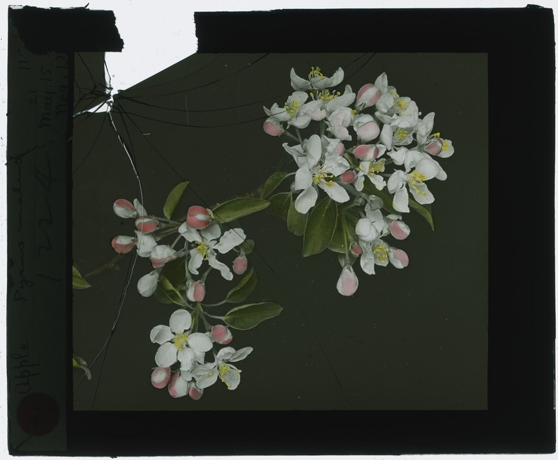 Malus domestica (Apple blossoms) specimen (hand colored), including flowers and plants, no negative number. Broken.