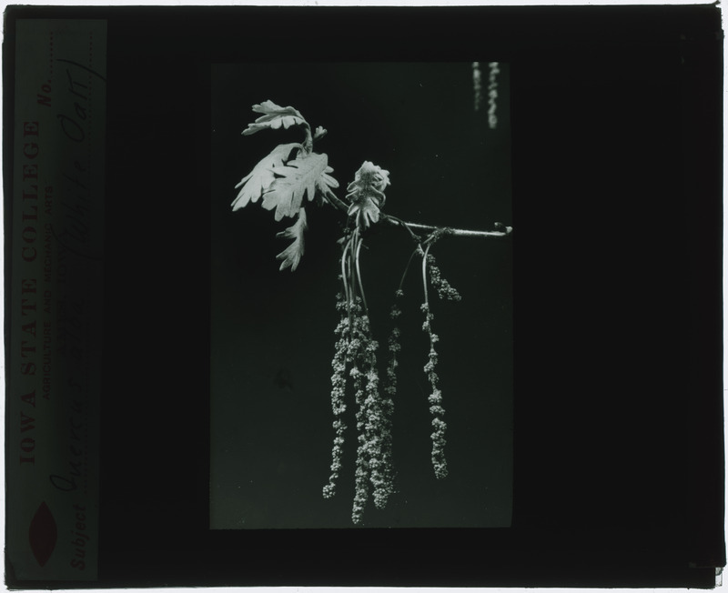 Quercus alba (White oak) specimen (black and white), including flowers and leaves.