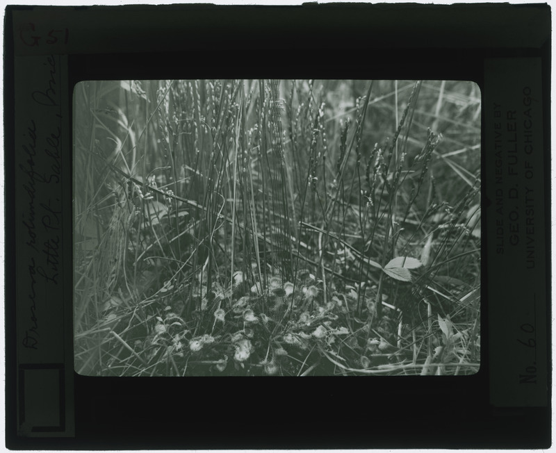 Drosera rotundifolia (Sundew) specimen (black and white), Little Point Sable, Michigan, created by the University of Chicago.