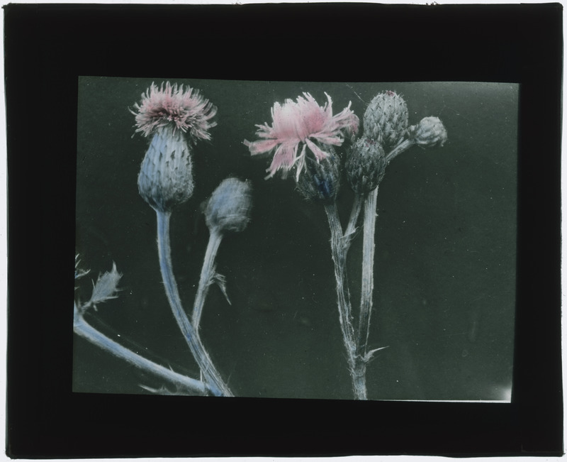 Plant specimens (hand colored), including buds and flowers.
