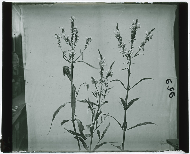 Plant specimen (black and white), including flowers and leaves. Identified as negative number 959. Broken binding.