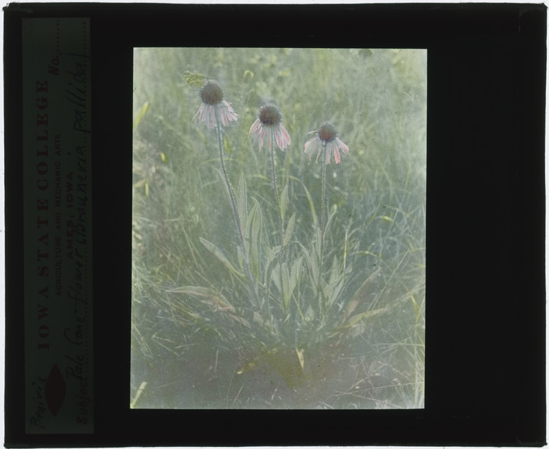 Echinacea purpurea (Coneflower)specimen, in situ (hand colored).
