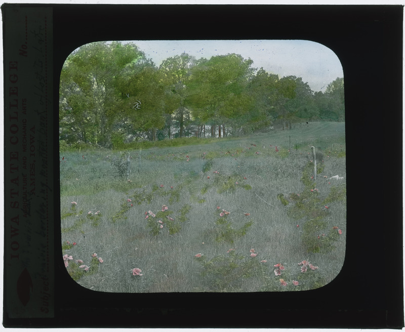Prairie bordering Lost Island Lake (Ruthven, Iowa) (hand colored).