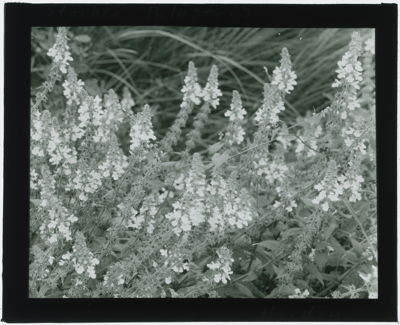 Stachys Palustris (Marsh woundwort) specimens (black and white), in situ.