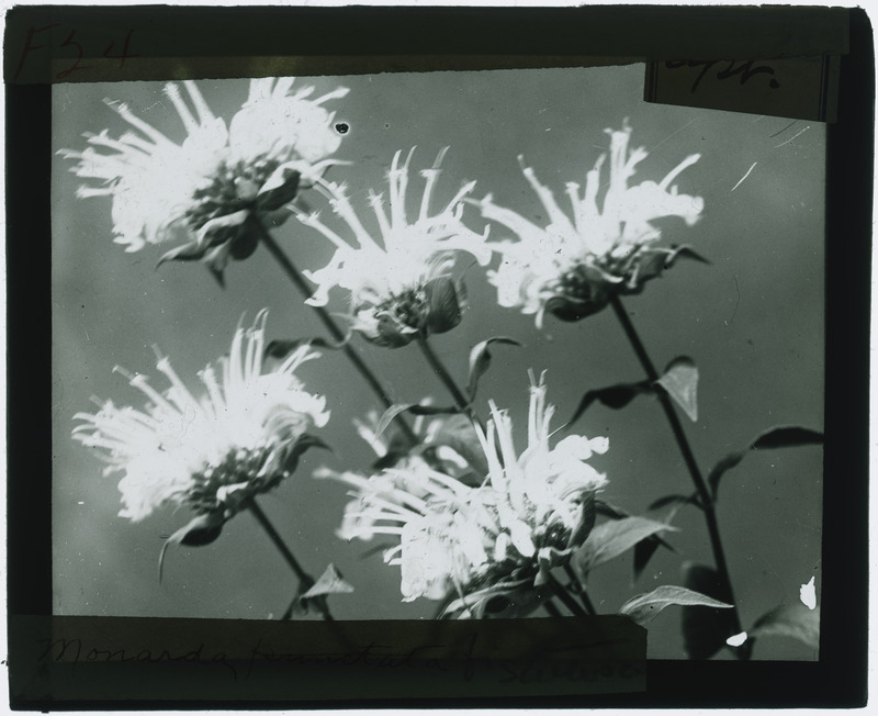 Monarda fistulosa (Bee balm) specimens (black and white), including flowers and leaves.