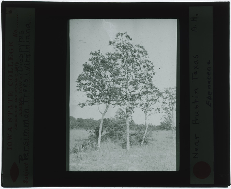 Ebenaceae (Persimmon) trees near Austin, Texas (black and white).
