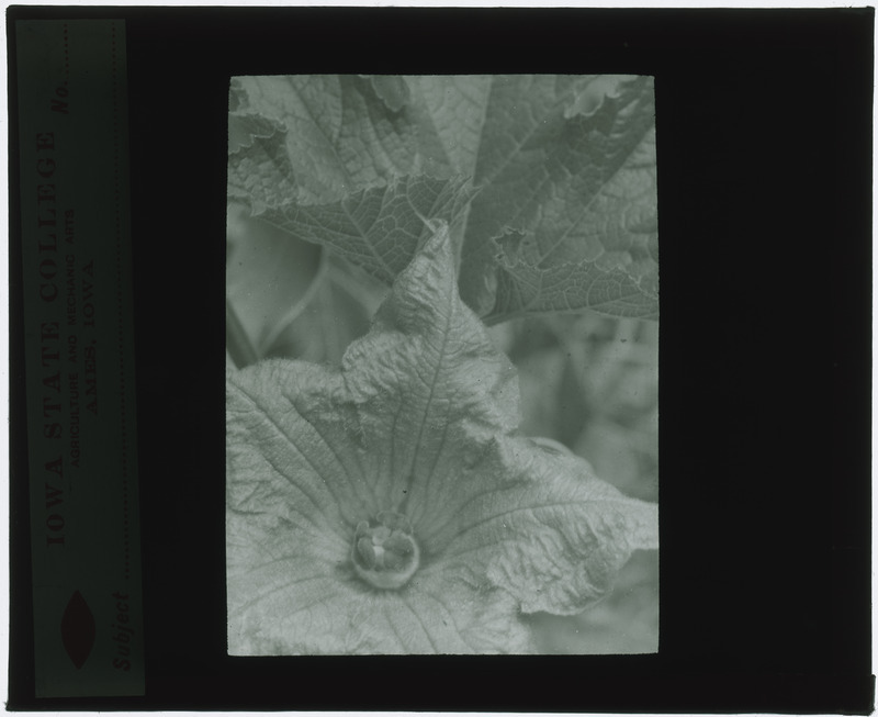 Plant specimens, in situ (black and white).
