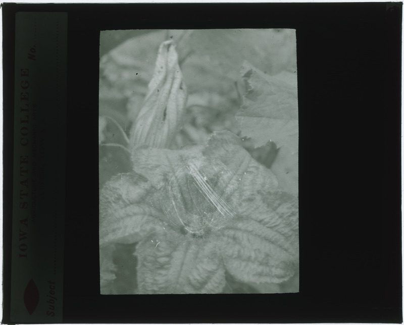 Plant specimens, in situ (black and white).