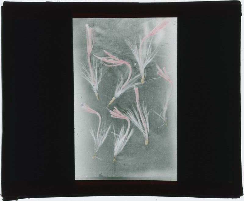 Plant specimens (hand colored).