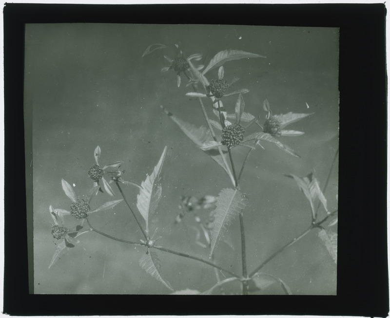 Bidens alba (Beggars tick) specimens, including flowers and leaves (black and white).