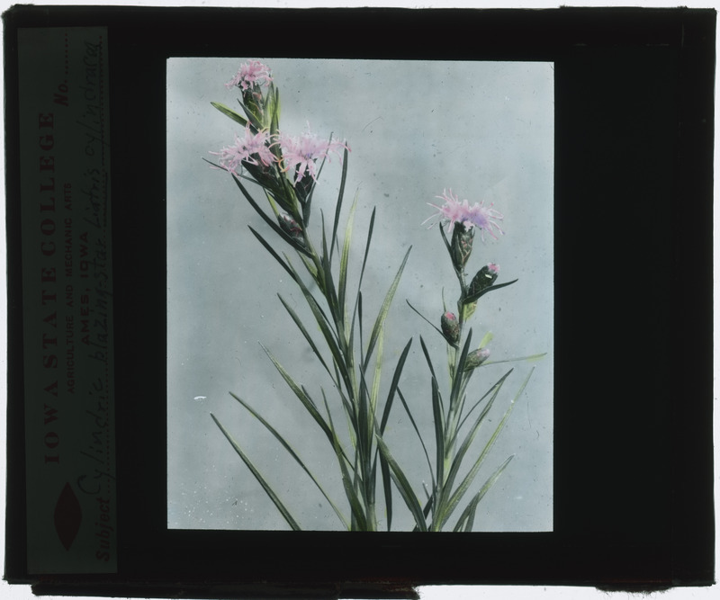 Liatris scariosa (Blazing star) specimen (hand colored), including flowers and leaves. Missing tape, loose.