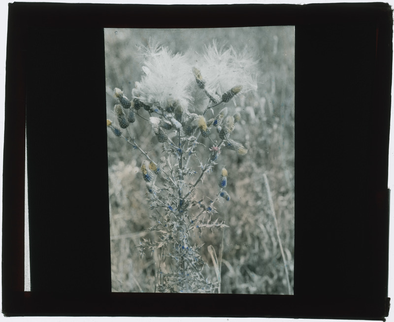 Plant specimen, in situ (hand colored). Loose tape.