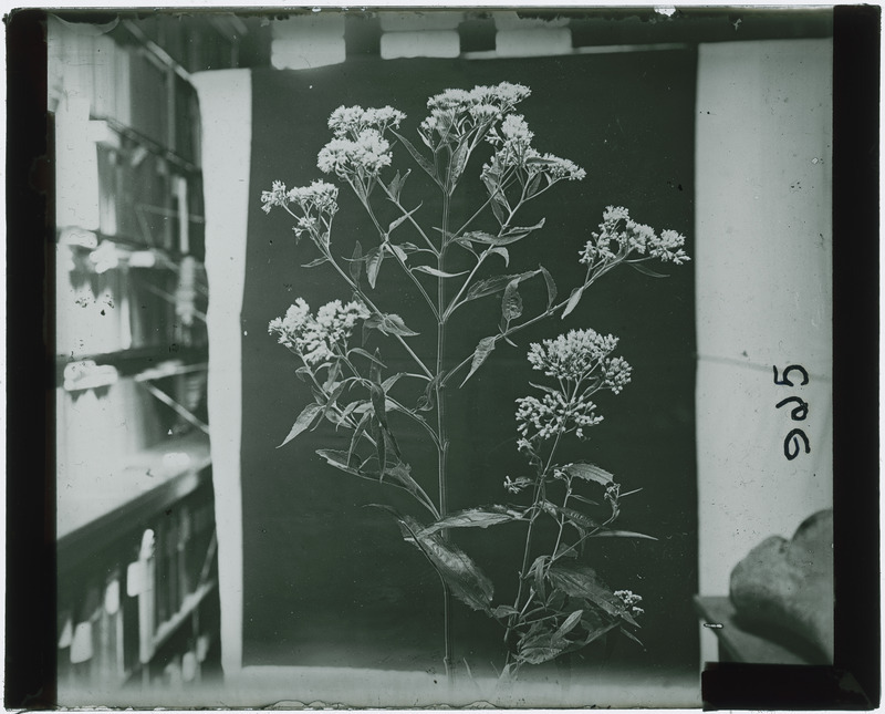 Eutrochium (Joe-Pye Weed) specimen (black and white), identified as negative 925.