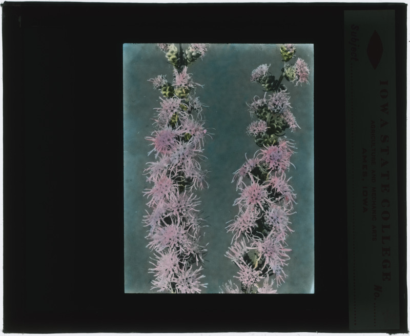 Liatris scariosa (Blazing star) specimen (hand colored).