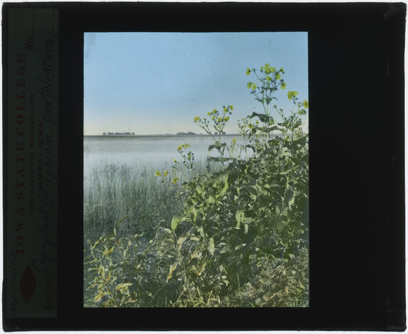 Silphium perfoliatum (Cup plant), in situ on low prairie (hand colored).