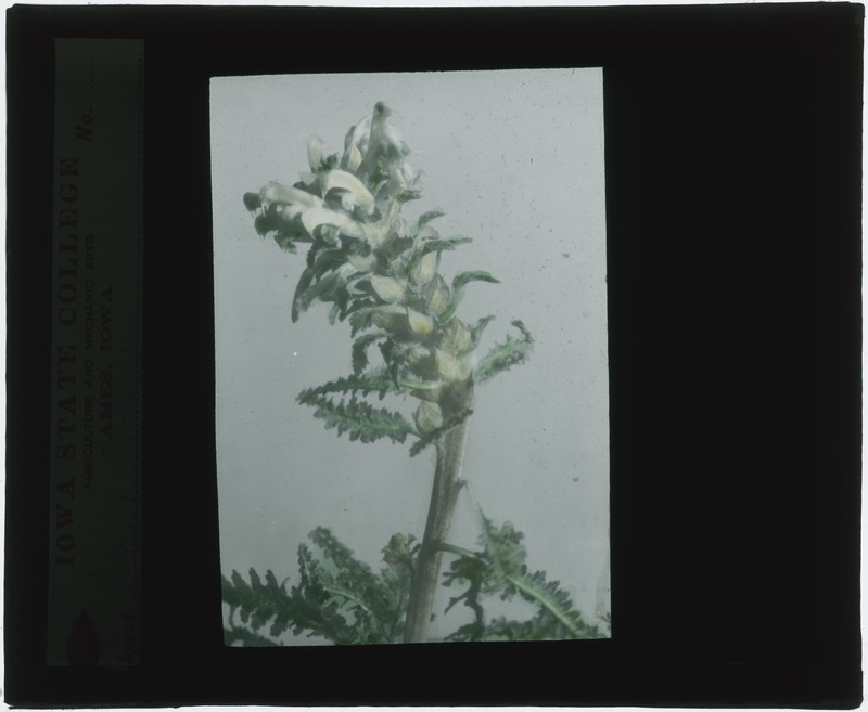 Stachys officinalis (Purple betony) specimen (hand colored).