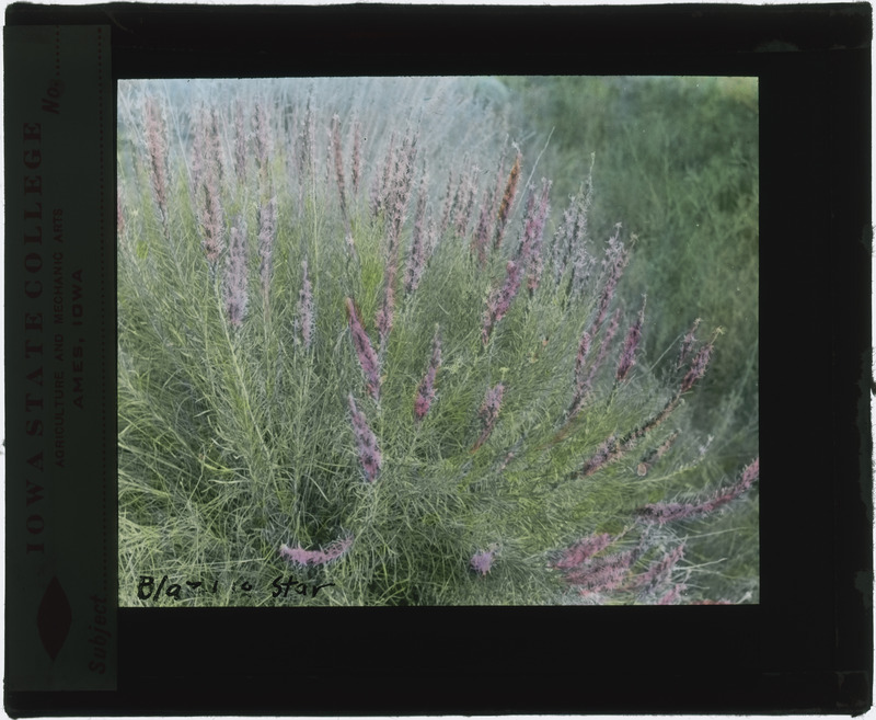 Liatris scariosa (Blazing star), in situ (hand colored).