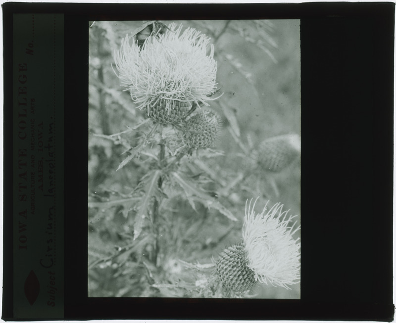 Cirsium lanceolatum (Thistle), in situ (black and white).
