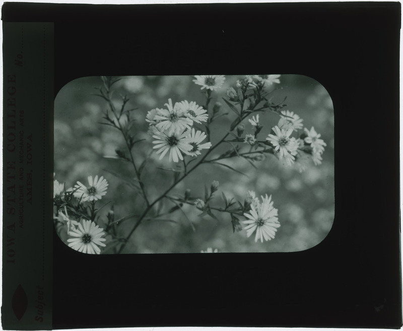 Erigeron strigosus (Daisy), in situ (black and white).
