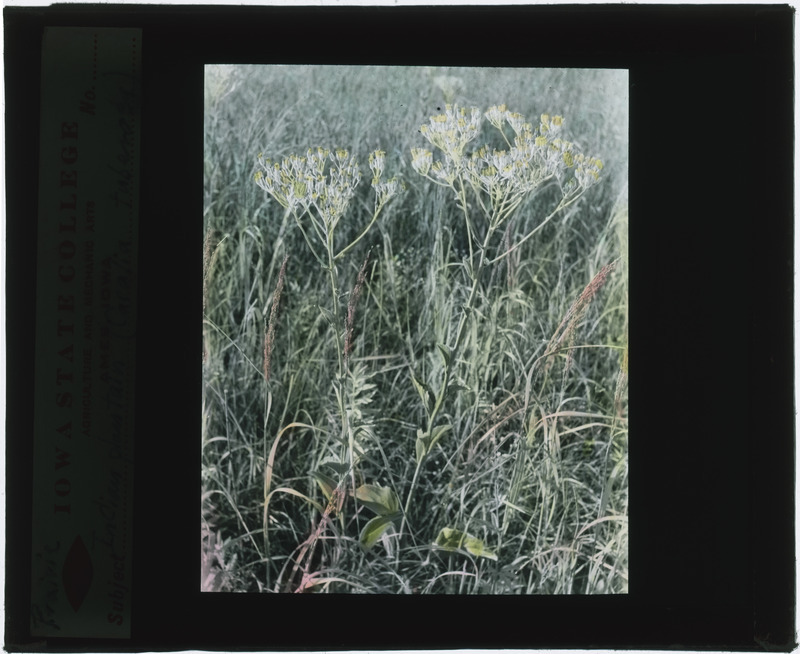 Arnoglossum (Indian plantain), in situ (hand colored).