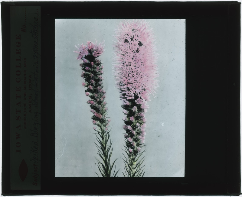 Liatris scariosa (Northern blazing star) specimen (hand colored).