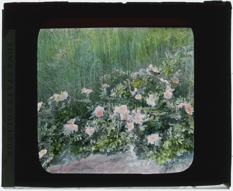 Rosa arkansana (Prairie rose), in situ (hand colored).