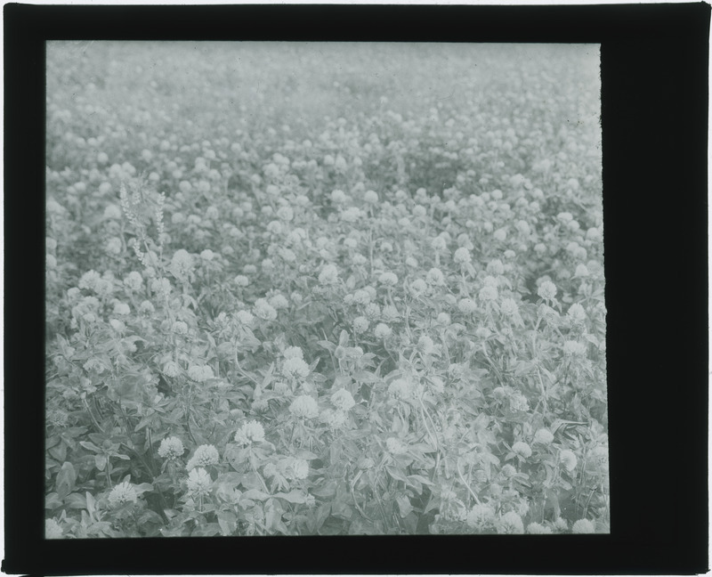 Prairie section (black and white).