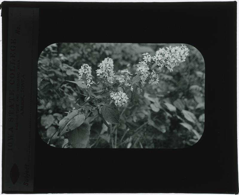 Plants, in situ (black and white).