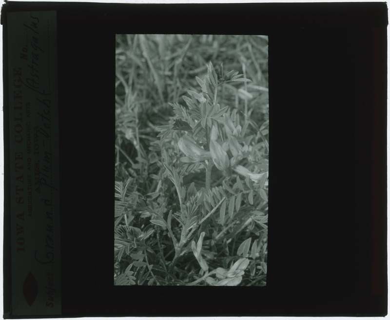 Astragalus (Ground plum-vetch), in situ (black and white).