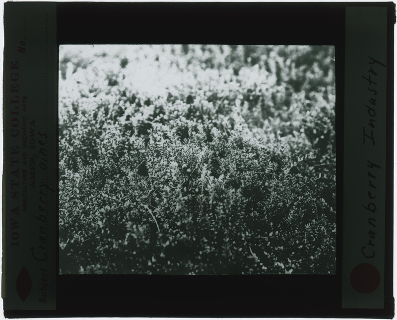 Viburnum trilobum (Cranberry), in situ (black and white).
