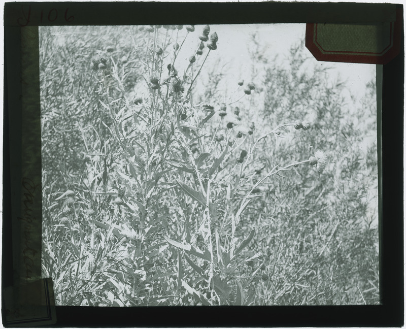 Plant, in situ (black and white).