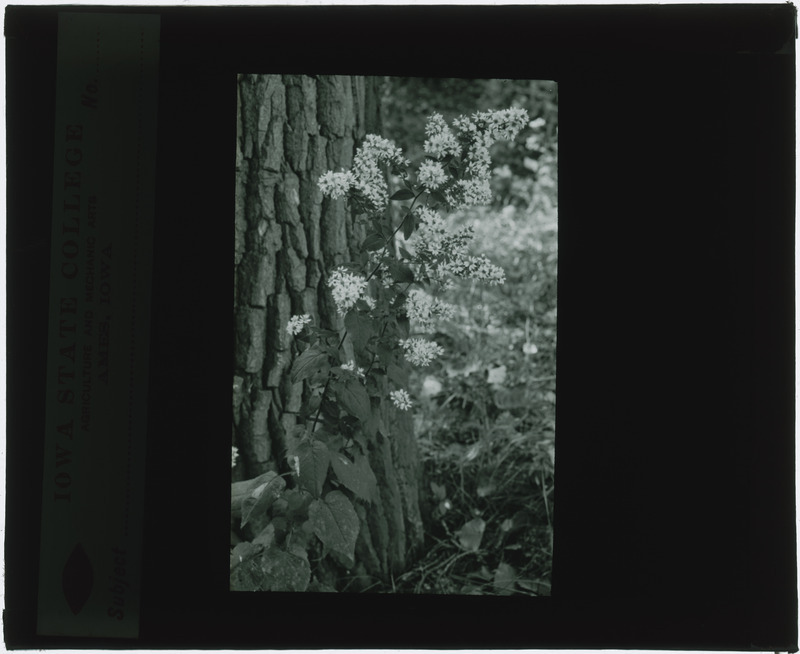 Plant, in situ (black and white).