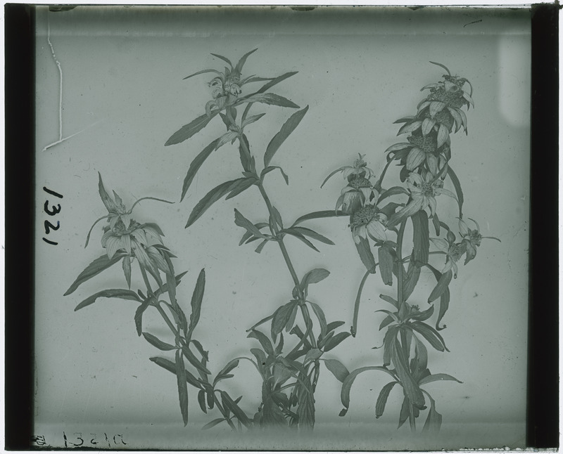 Plant specimen (black and white), identified as number 1321.