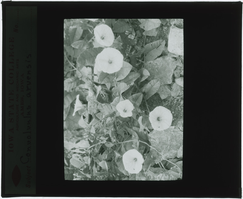 Convolvulus arvensis (Morning glory), in situ (black and white).