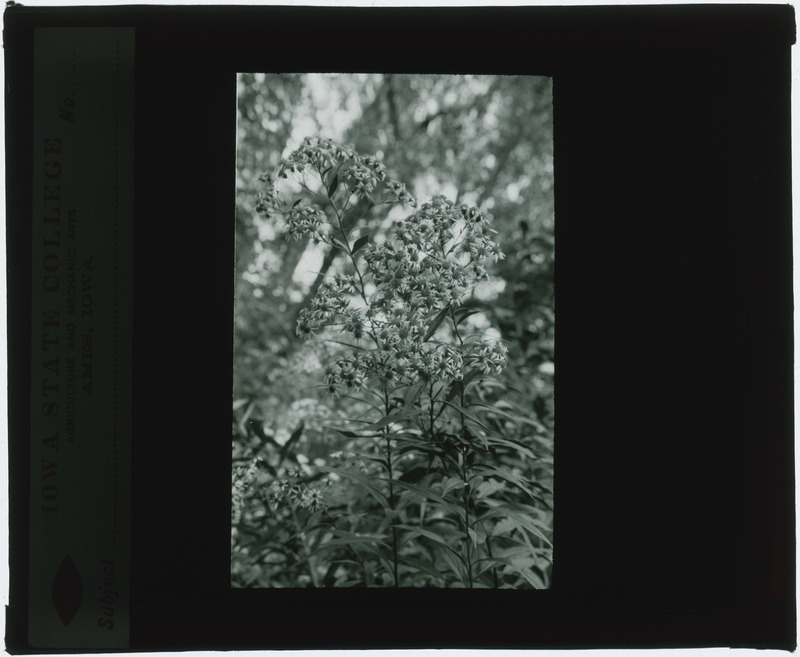 Plant, in situ (black and white).