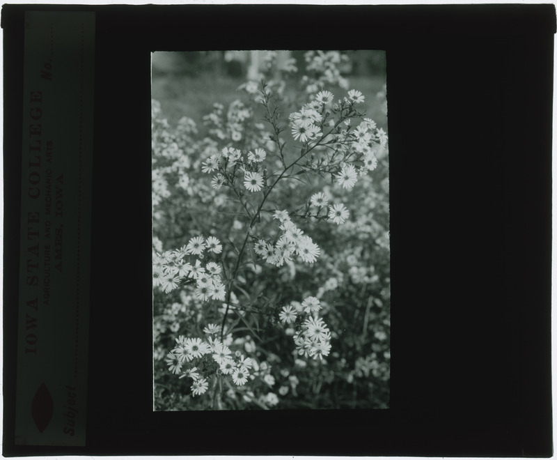 Erigeron strigosus (Daisy), in situ (Black and white).
