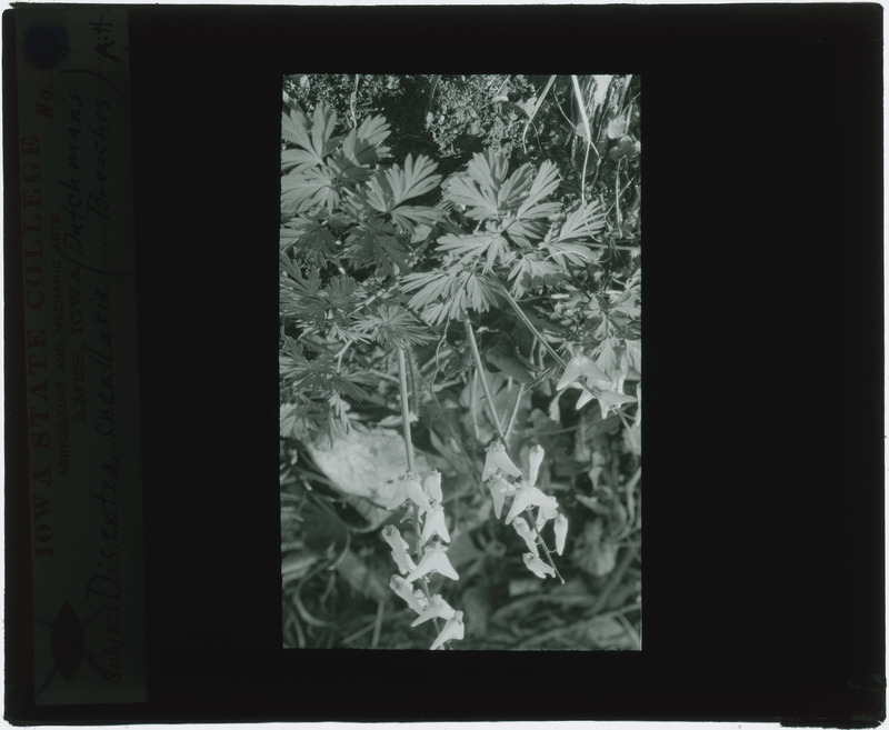 Dicentra cucullaria (Dutchman's breeches), in situ (black and white).