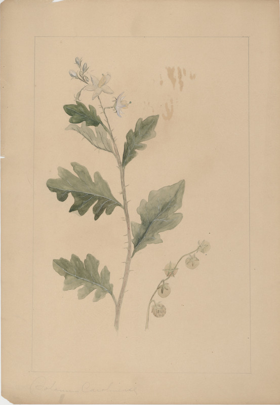 Colored botanical drawing depicting Solanum Carolinense (horsenettle).
