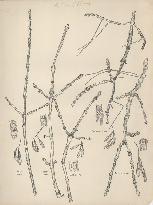 Botanical pen and ink drawing of blue ash, red ash, green ash, white ash and black ash trees.