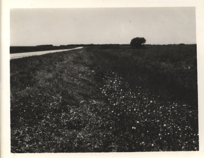 Photography of the plants between a road and field in the Iowa countryside, taken by Ada Hayden.