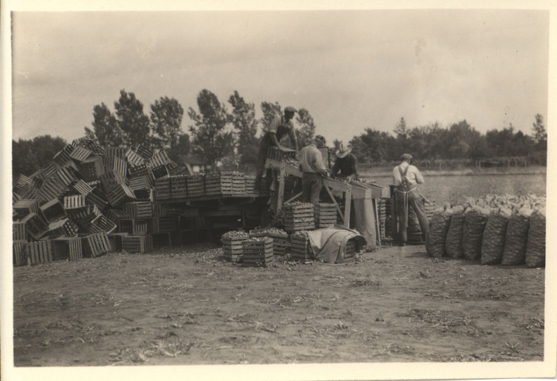 Photograph of three men harvesting onions on a farm at St. Ansgar in Mitchell County. Photograph taken by Ada Hayden in July 1927.