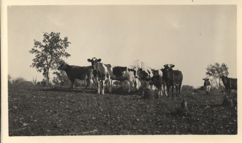 Photograph of a herd of cows grazing in a cut over pasture East of Ames with trees in the background. Photograph taken by Ada Hayden in November of 1927.