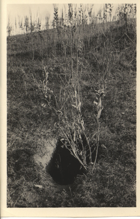 Photograph of a rodents hole in a bluegrass pasture Northeast of Ames, taken by Ada Hayden in October of 1927.