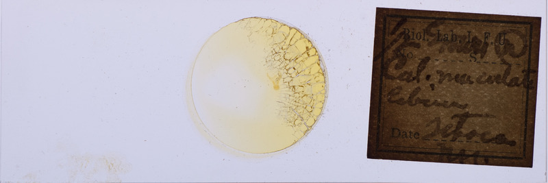 Microscope slide of insect part with illegible label. Label appears to say 1/2 Ereliri, with r in a circle, Cal. Neuculate cabrium. Line with date is illegible, but looks like Fitoca Nir.