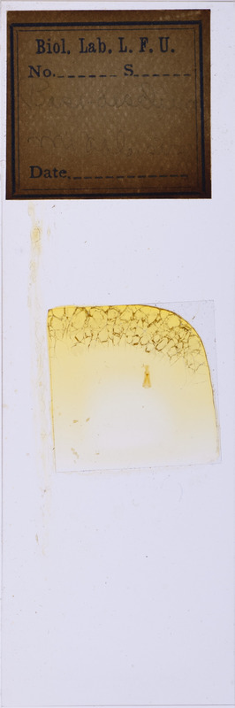 Microscope slide of insect part with illegible label. Label appears to say Basi-arsidium Mi dalesius.