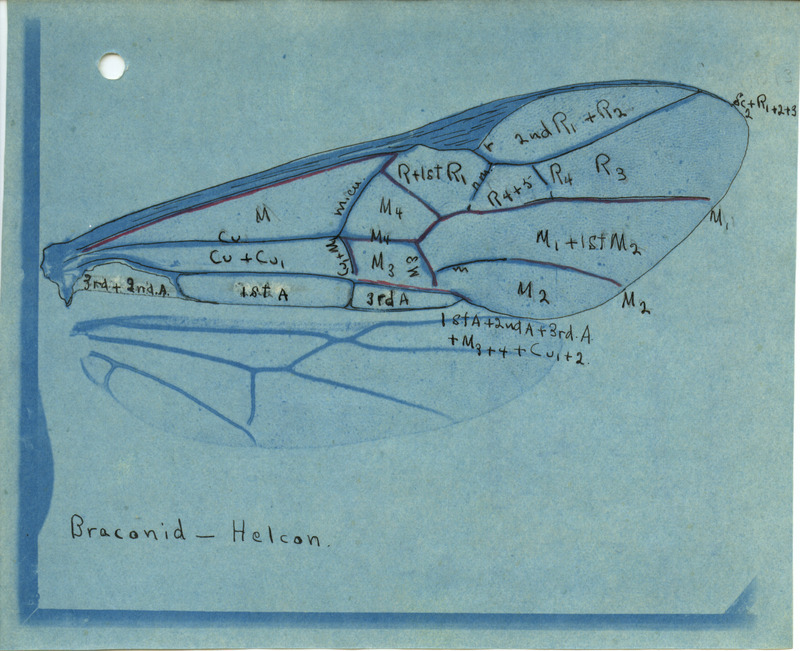 Detailed drawing of the wing of Braconid-Helcon. Includes veins of the wing identified by letters and numbers. Second image appears to be of back side of the photograph and includes annotations.