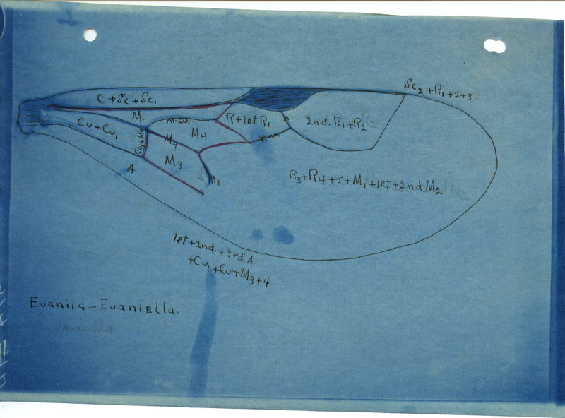 Detailed drawing of wing of Evaniid-Euaniella. Includes veins of the wing identified by letters and numbers.